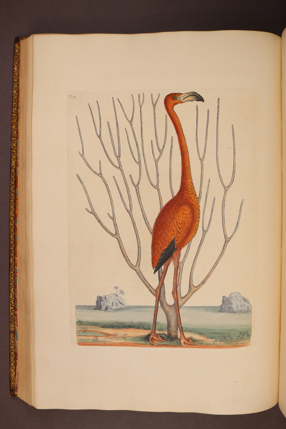 Plate 73